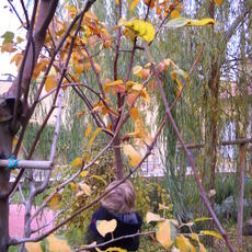l'albero che canta.JPG